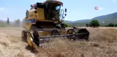 Menteşe'de 'Karakılçık' hasadı başladı