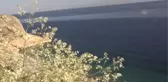 (DRONE) Van ve Bitlis'teki 11 belediye Van Gölü için ortak hareket edecek