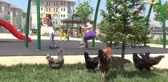 Bu tavukların sahibi anasınıfı öğrencileri