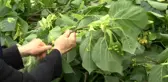 Kilosu 500 lirayı bulan ıhlamurun hasadına başlandı