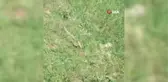 Mantar toplamaya çıktı, yılanların dansını görüntüledi