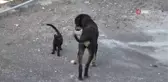 Yavru kedi ile köpeğin gülümseten dostluğu