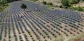 Dokuz aylık maaşıyla köyüne lavanta bahçesi kurdu