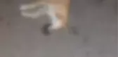 PENDİK'TE 17 KÖPEK ÖLÜ BULUNDU; İŞKENCE YAPILIP ZEHİRLENMİŞ