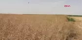 ŞEKER PANCARINA ALTERNATİF KANOLA HASADI BAŞLADI