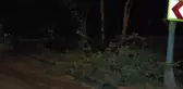 Üsküdar'da ağaç yola devrildi