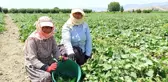 40 derece sıcakta ekmek mücadelesi