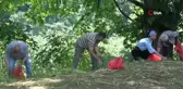 Antioksidan kaynağı kestane çiçekleri 'çay' oldu