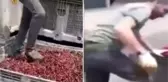 Meyve suyu üretim tesisinde mide bulandıran görüntüler! Vişneleri ayakkabılarıyla çiğnedi