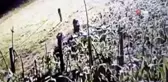Bahçeyi talan eden domuzlar kamerada