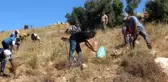 Kilis'te Kekik hasadı başladı