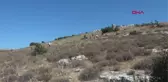 KİLİS'TE, KEKİK HASADINA BAŞLANDI