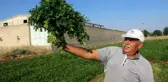 40 derece sıcaklıkta maydanoz hasadı