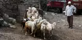 Bu keçi diğerlerinden çok farklı