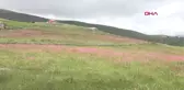 GÜMÜŞHANE DİPSİZ GÖL, 'ÇAMUR GÖL' OLDU