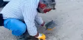 Kaplumbağa yol ortasına yumurtladı