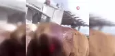 Tokat'ta 6 inek kuyrukları kesilmiş olarak bulundu