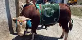 YOZGAT'TA 1.3 TONLUK BOĞA 35 BİN LİRADAN SATIŞA ÇIKARILDI
