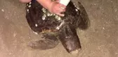 Rus turistlerin caretta carettaya eziyeti cezasız kalmadı