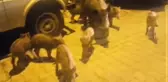 KAZDAĞLARI'NDAN İNEN DOMUZ, 8 YAVRUSUYLA TURİSTİK MAHALLEYE GELDİ