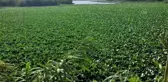Asi Nehri'nin bir kısmını su sümbülleri kapladı