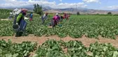 Güneydoğu'dan Ege'ye mevsimlik tarım işçileri ekmeğinin peşinde