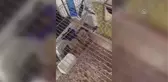 Maltepe'de bir evden 4 kuş çaldığı öne sürülen şüpheli tutuklandı