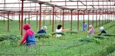 En kaliteli karanfiller Denizli'de 12 ay boyunca üretilebilecek
