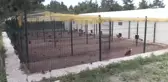 ESKİŞEHİR - Üniversite yerleşkesinde tavuk yetiştiren öğrenciler mesleki tecrübe ediniyor