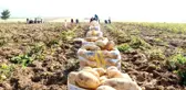 Niğde'de yazlık patates hasadı başladı