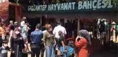 Gaziantep'te panik! Kafesini parçalayarak kaçan aslan önüne gelene saldırdı: 3 yaralı