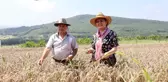 İzmit'te ekilen yerel buğdayların hasadı yapıldı