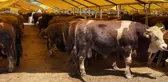 Küçükçekmece'de Kurban Bayramı için tüm önlemler alındı