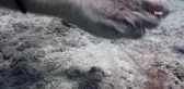 Su altında hayalet ağa takılan gül yengeci böyle kurtarıldı