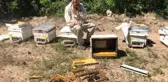 Kütahya'da ayılar kovanları parçaladı, arılar telef oldu