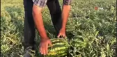 Meşhur Dodurga karpuzunda hasat başladı