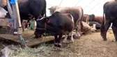Türkiye'nin en küçük kurbanlığı Sultangazi'de