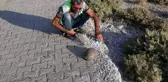 Susuzluktan bitkin düşen kaplumbağaya eliyle su içirdi