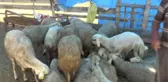 Canlı hayvan pazarlarında bayramın ikinci günü de hareketlilik yaşandı