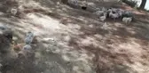 Adana'daki baraj gölünde yüzlerce civciv ölüme terk edildi