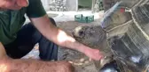 Bu kaplumbağa Cumhuriyet ile yaşıt