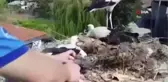 Ayağına tel takılan yavru leyleği itfaiye ekipleri kurtardı