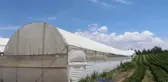 AVRUPA'NIN ÇİÇEK MERKEZİ HOLLANDA'YA DENİZLİ'DEN İHRACAT