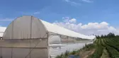 Denizli'den Hollanda ve Rusya'ya karanfil ihracatı