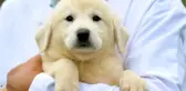 KANGAL VE AKBAŞLARI ALMAK İÇİN 1 YILLIK SIRAYA GİRİYORLAR
