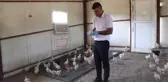 Araziye terk edilmiş halde bulunan 300 civciv, kadın çiftçiye emanet edildi