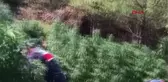 Son dakika haber: Jandarmanın takibi, kenevir yetiştirenleri ele verdi