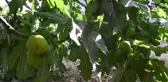 Erkenci yediveren incirinde üretici ihracata yöneldi