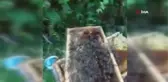 Ordulu ünlü bal üreticisi arılarla adeta dans ediyor