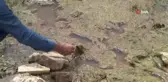 Sultangazi'de Alibeyköy barajına akan dere tehlike saçıyor